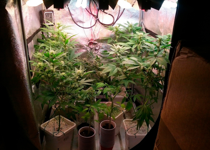 интенсивный запах каннабиса интенсивный запах каннабиса