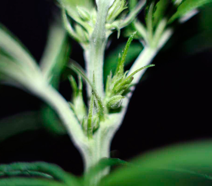 Макрофотография мужского прецвета на молодом растении конопли Макрофотография мужского прецвета на молодом растении конопли