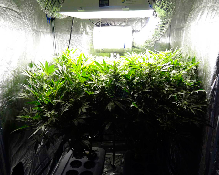 Повышенное листообразование Повышенное листообразование