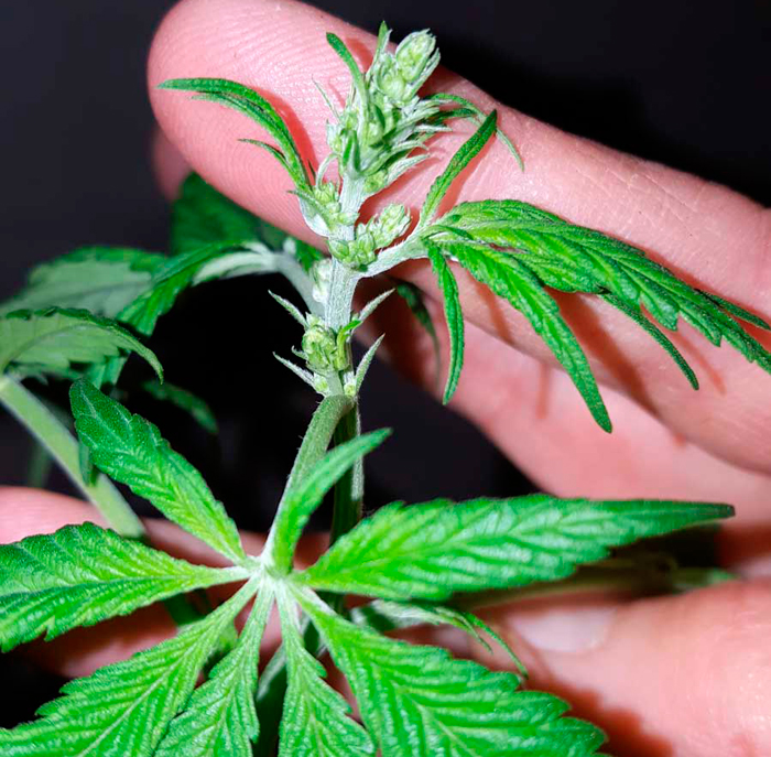 Макрофотография мужского прецвета на молодом растении конопли Макрофотография мужского прецвета на молодом растении конопли