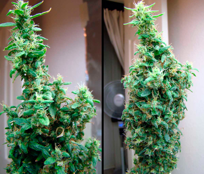 Повышенное листообразование Повышенное листообразование