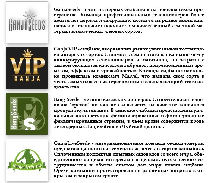 Семена конопли оптом - GanjaLaveGroup Семена конопли оптом - GanjaLaveGroup