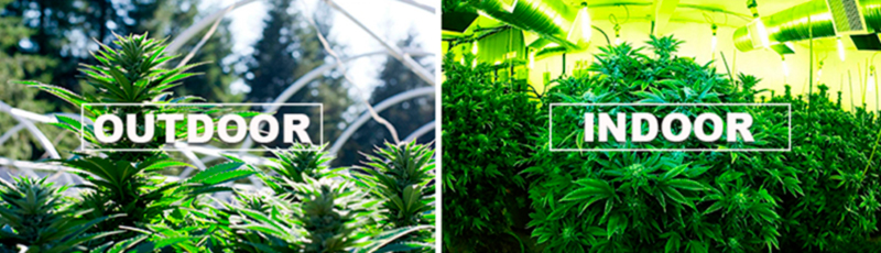 GanjaLive Cup 2020 GanjaLive Cup 2020