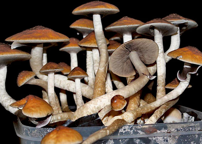 Короткое описание Psilocybe cubensis Короткое описание Psilocybe cubensis