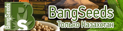 Семена конопли в Казахстане Семена конопли в Казахстане