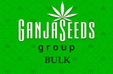 Оптовые цены на семена конопли BULK Оптовые цены на семена конопли BULK