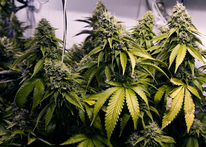 увеличение потенциала и урожайности вашего грова увеличение потенциала и урожайности вашего грова