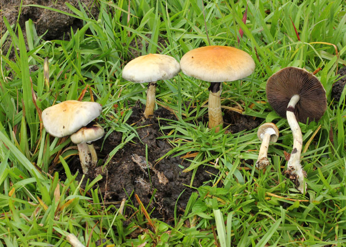 Культивирование Psilocybe cubensis аутдорным способом (на улице) Культивирование Psilocybe cubensis аутдорным способом (на улице)