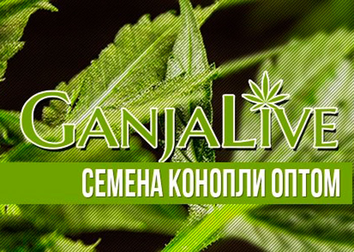 Семена конопли оптом - GanjaLaveGroup Семена конопли оптом - GanjaLaveGroup