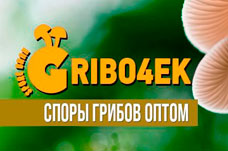 Споры грибов оптом - Gribo4ek Споры грибов оптом - Gribo4ek