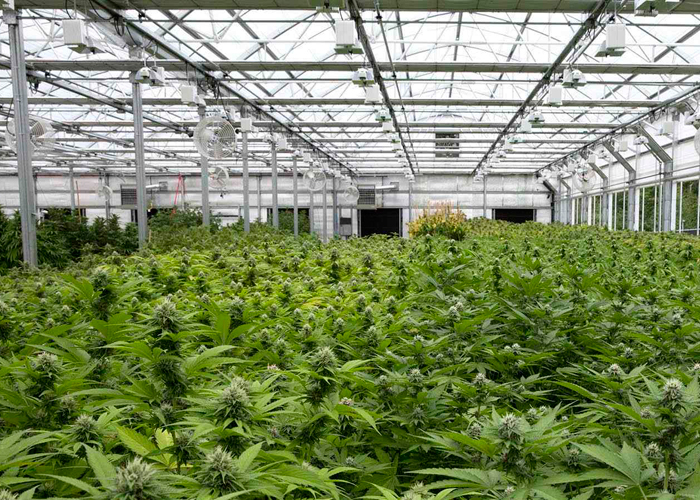 Совершенствование среды для выращивания каннабиса Совершенствование среды для выращивания каннабиса