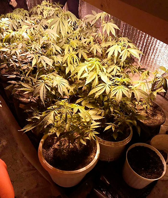 Основные принципы полива растений каннабиса Основные принципы полива растений каннабиса