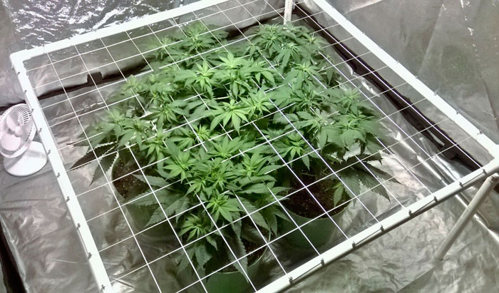 Почему ScrOG можно применять только для феминизированных семок или клонов? Почему ScrOG можно применять только для феминизированных семок или клонов?