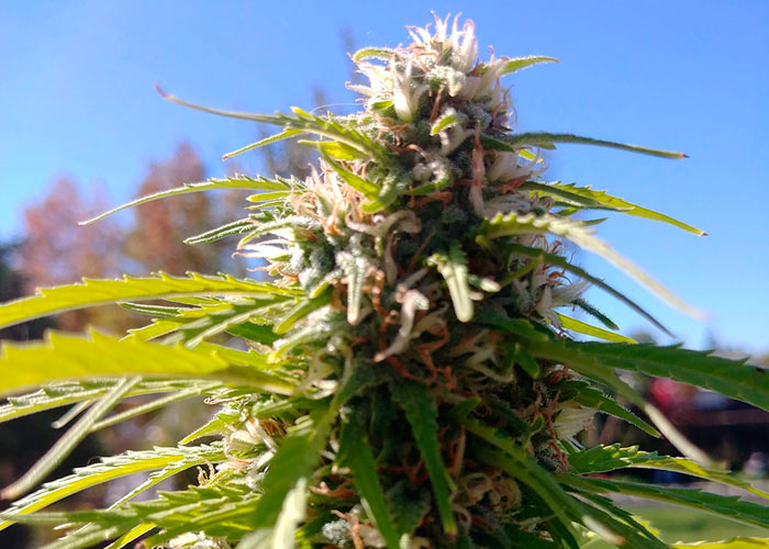 Auto Super Bud feminised Auto Super Bud feminised