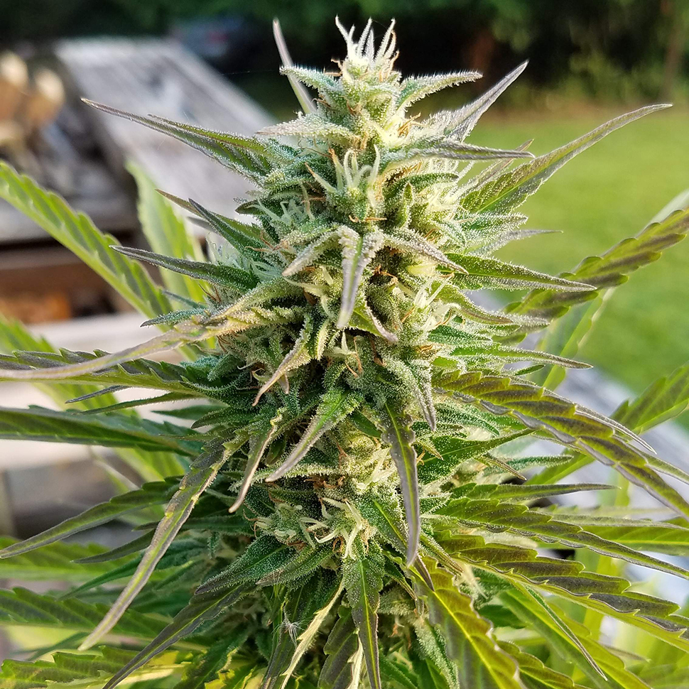 Afghan №1 feminised Afghan №1 feminised