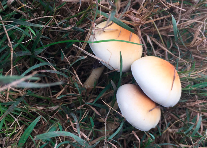 Как обустроить место культивирования Как обустроить место культивирования