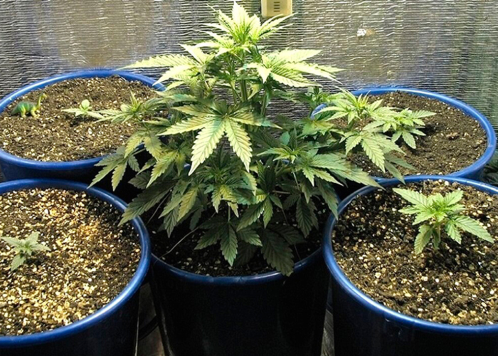 Размер горшка и количество субстрата Размер горшка и количество субстрата