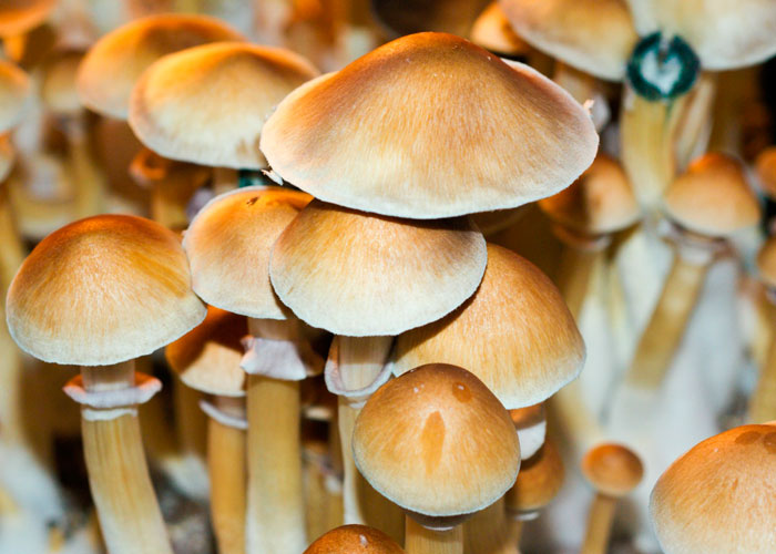 Psilocybe cubensis Psilocybe cubensis