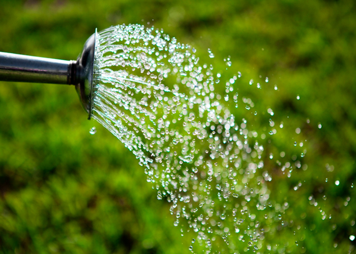 Основные принципы полива растений каннабиса Основные принципы полива растений каннабиса