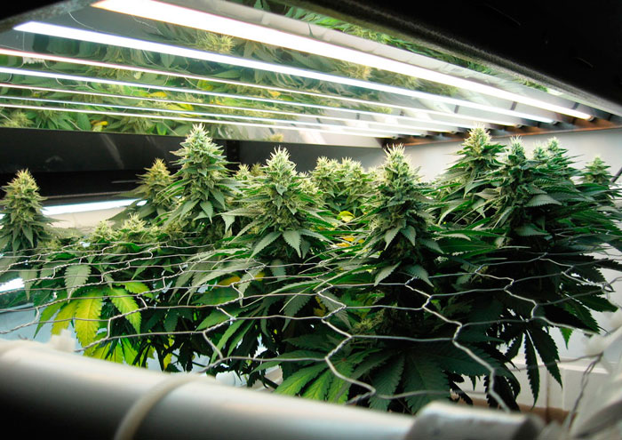 Когда начинать метод ScrOG для конопли? Когда начинать метод ScrOG для конопли?