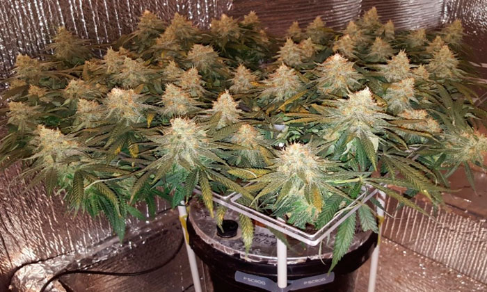 Подборка сортов, которые подходят для ScrOG Подборка сортов, которые подходят для ScrOG