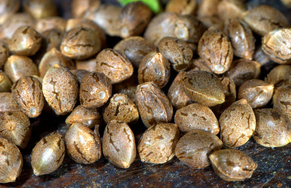 Семена конопли Семена конопли