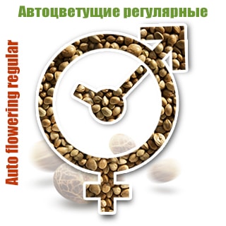 Regular auto flowering Regular auto flowering