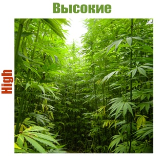 Высокие сорта конопли купить Высокие сорта конопли купить