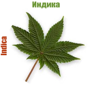 Индика (Indica) Индика (Indica)