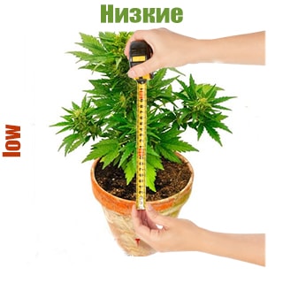 Низкие сорта конопли Низкие сорта конопли
