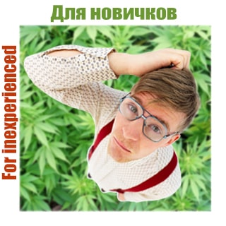 Конопля для новичков Конопля для новичков