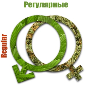 Регулярные семена конопли Регулярные семена конопли