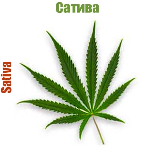 Сатива (Sativa) Сатива (Sativa)