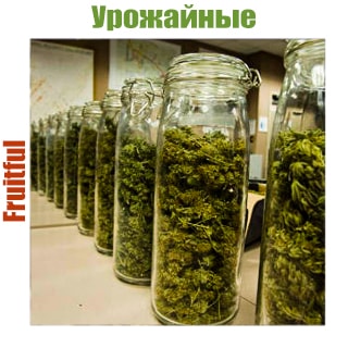 Урожайные семена конопли Урожайные семена конопли