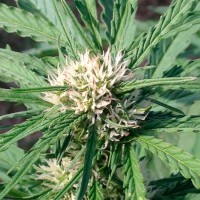 Auto Somango feminised Ganja Seeds