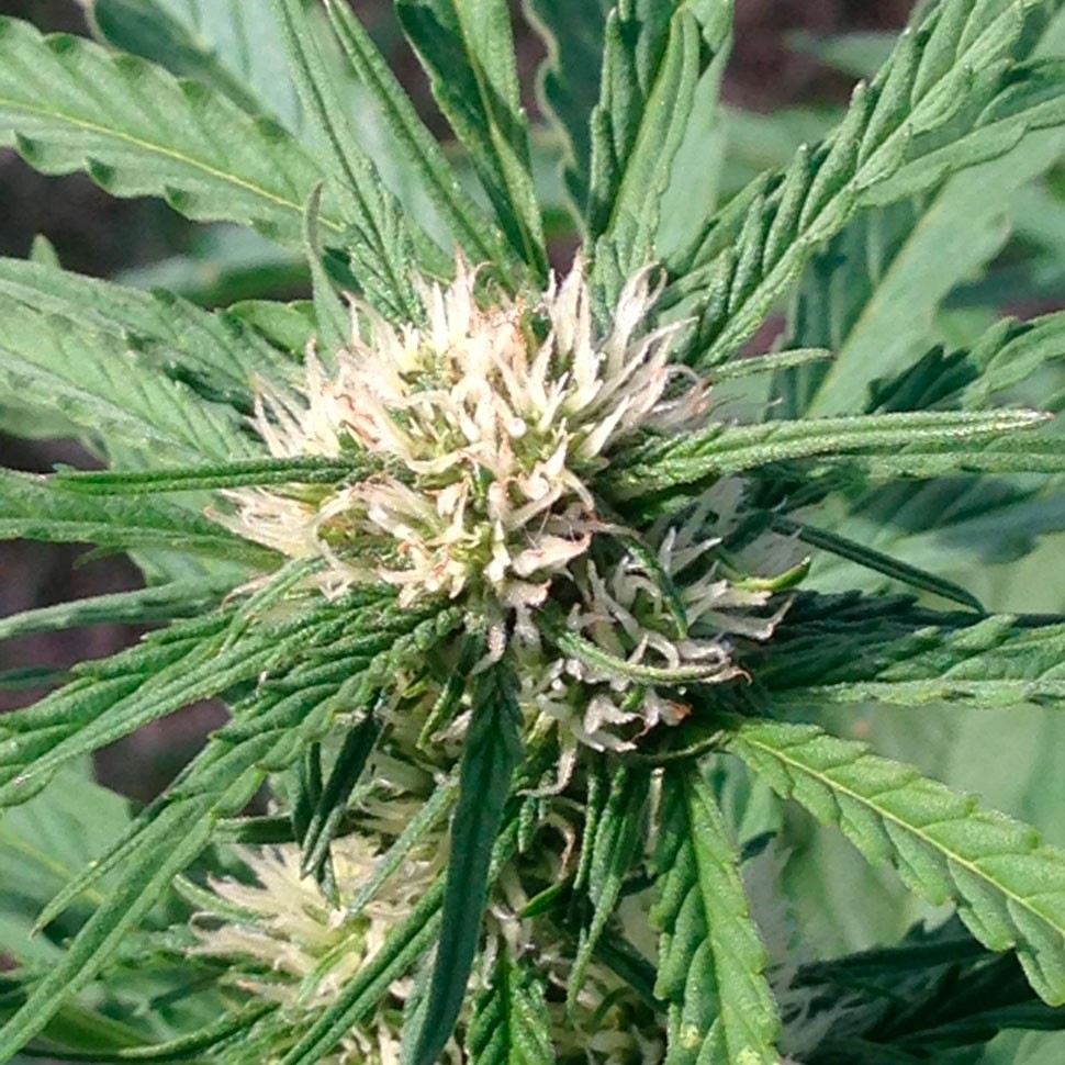Семена конопли Auto Somango feminised Ganja Seeds