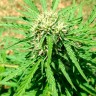 заказать семена конопли почтой Auto Somango feminised заказать семена конопли почтой Auto Somango feminised