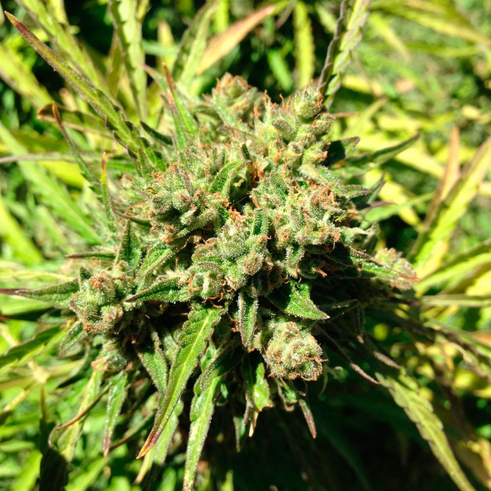 купить семена конопли f1 в оригинальной упаковке Auto Somango feminised купить семена конопли f1 в оригинальной упаковке Auto Somango feminised