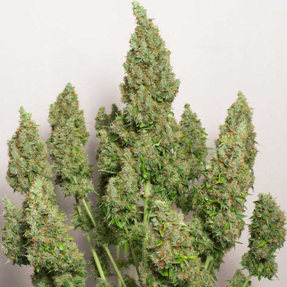 Семена конопли Anubis regular Ganja Seeds