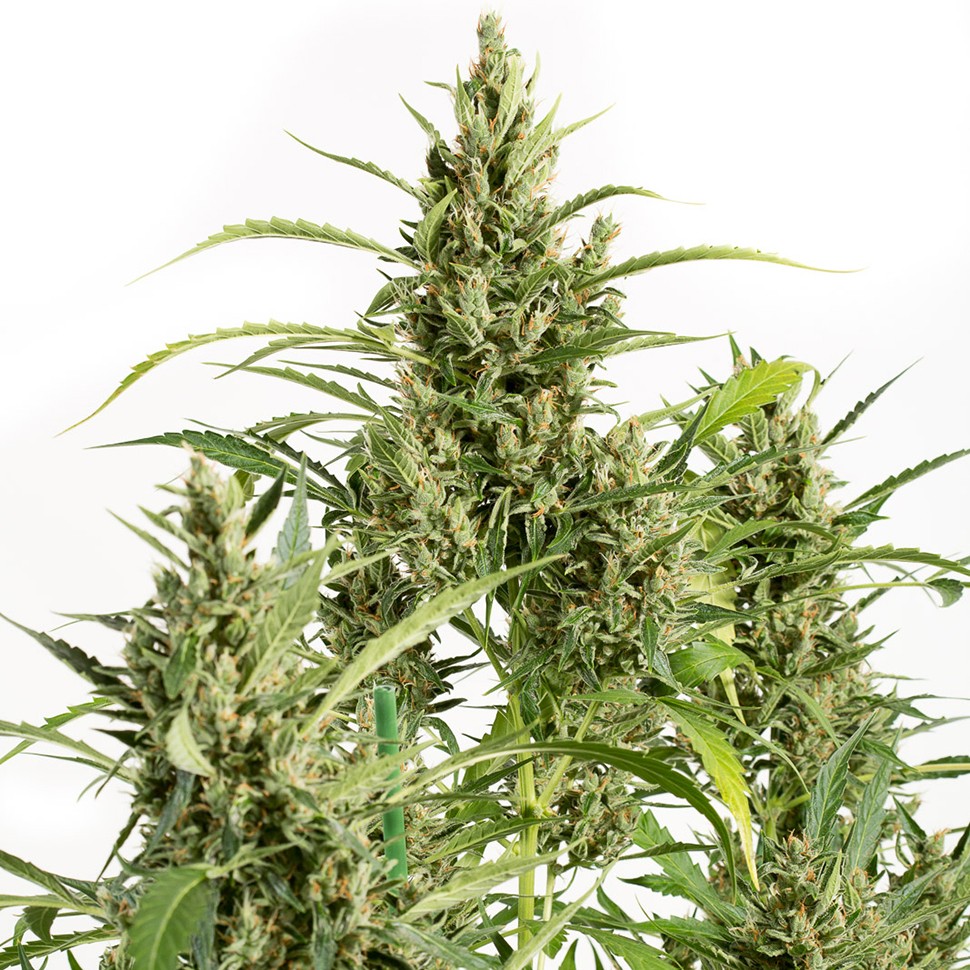 Семена  Amnesia feminised Neuro Seeds