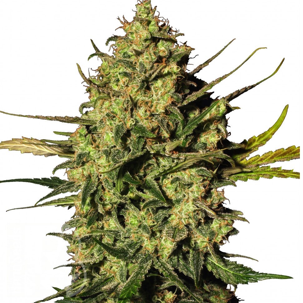 Семена марихуаны Auto Think Different feminised Ganja Seeds Семена марихуаны Auto Think Different feminised Ganja Seeds