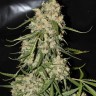 Семена марихуаны Auto Think Different feminised Ganja Seeds Семена марихуаны Auto Think Different feminised Ganja Seeds