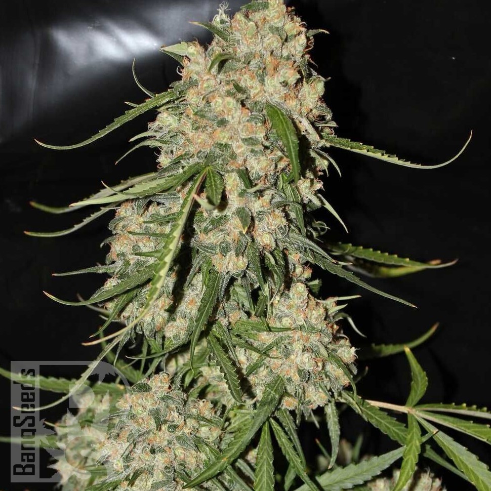 Семена марихуаны Auto Think Different feminised Ganja Seeds Семена марихуаны Auto Think Different feminised Ganja Seeds