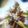Семена Auto Royal Creamatic feminised Ganja Seeds Семена Auto Royal Creamatic feminised Ganja Seeds
