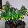 Семена конопли Auto Royal Creamatic feminised Ganja Seeds Семена конопли Auto Royal Creamatic feminised Ganja Seeds