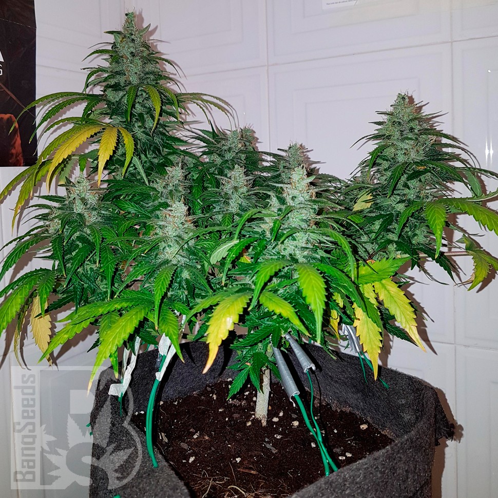 Семена конопли Auto Royal Creamatic feminised Ganja Seeds Семена конопли Auto Royal Creamatic feminised Ganja Seeds