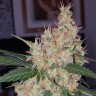 Auto Royal Creamatic feminised Ganja Seeds купить Auto Royal Creamatic feminised Ganja Seeds купить