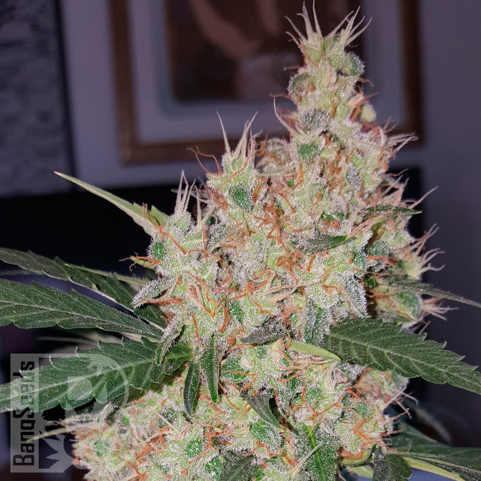 Auto Royal Creamatic feminised Ganja Seeds купить Auto Royal Creamatic feminised Ganja Seeds купить