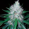 Заказать Auto Royal Creamatic feminised Ganja Seeds Заказать Auto Royal Creamatic feminised Ganja Seeds