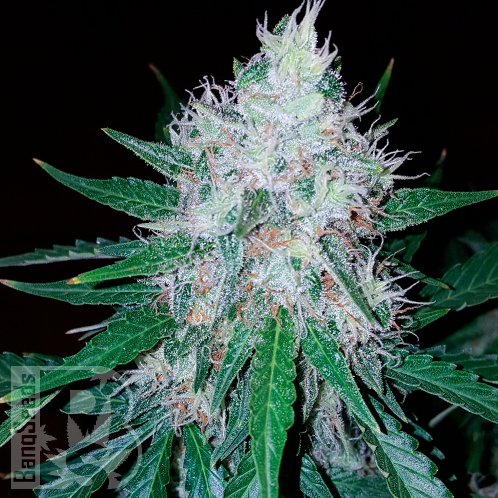 Заказать Auto Royal Creamatic feminised Ganja Seeds Заказать Auto Royal Creamatic feminised Ganja Seeds